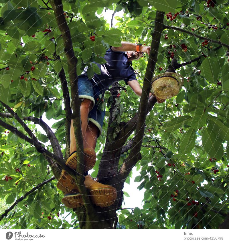 ParkTourHH21 | Reifeprüfung mann kirschbaum kirschen pflücken früchte ernte stehen hut konzentration ast laubbaum zweig reif erntehelfer prüfen aussuchen