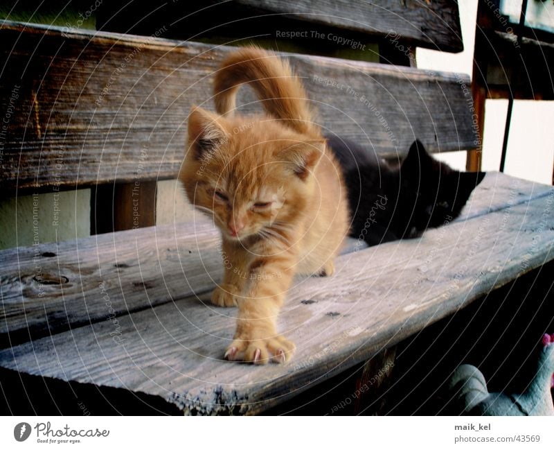 die Waffen einer Katze rot Krallen Pfote Haustier Tier Hauskatze Natur