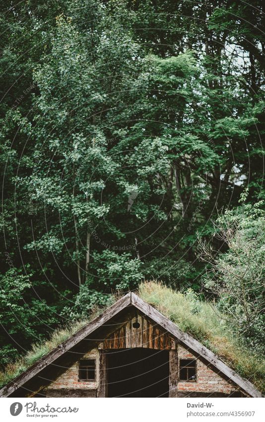 Mit Pflanzen bewachsenes Haus in der Natur Hütte Wald urig grün Umwelt Idylle Naturschutzgebiet Naturerlebnis Naturliebe Bäume