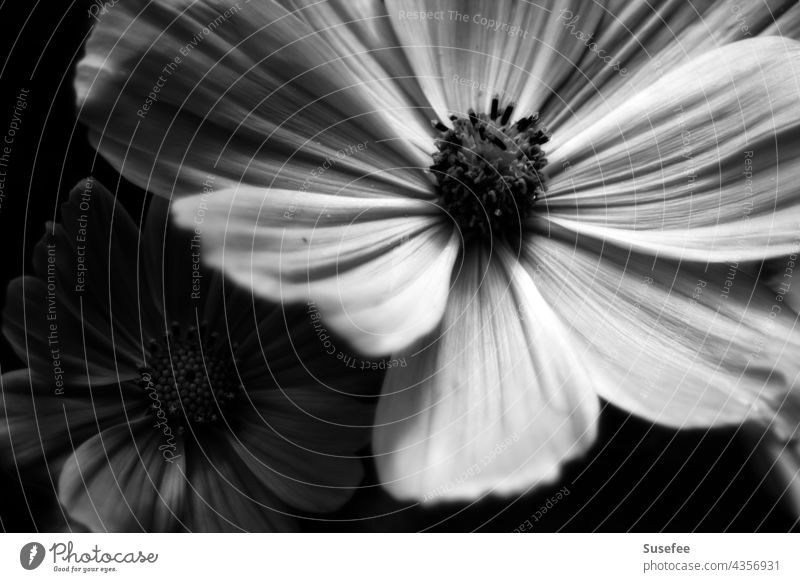 Licht und Schatten einer Cosmea in schwarzweiß Blüte Schwarzweißfoto Blume Garten Makro Streifen Natur Inneres Pflanze Nahaufnahme Detailaufnahme schön Frühling