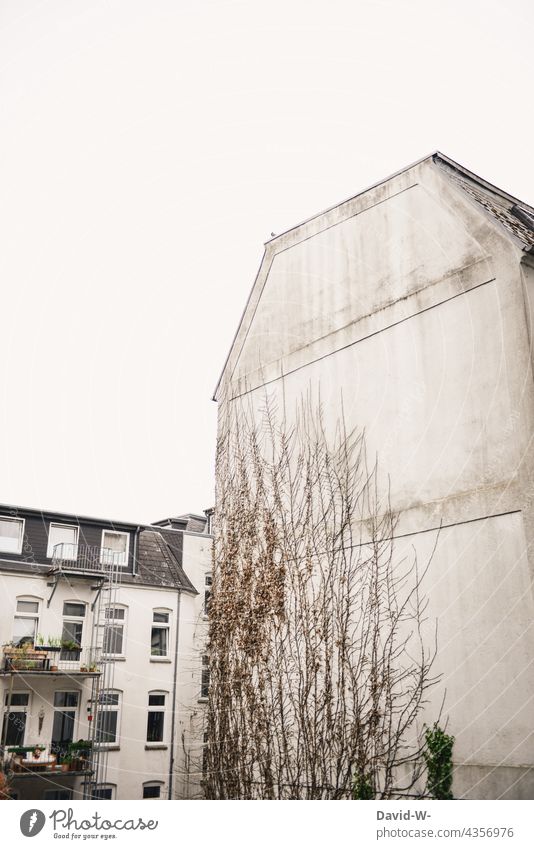Mit Pflanzen bewachsenes Haus in der Stadt Fassade alt Efeu dreckig hässlich wohnen weiß Wand Gebäude Platzhalter trist Altbau Bauwerk