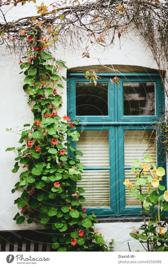 Kletterpflanze vor einer Hauswand - idylisches Plätzchen Kletterpflanzen urig Fenster Natur Pflanze Schwarzäugige Susanne Fensterrahmen nostalgisch gemütlich