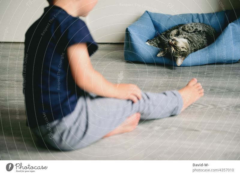 Kind und Katze auf dem Boden Katzenkorb beobachten Haustier zutraulich niedlich Freunde vorsichtig Neugier