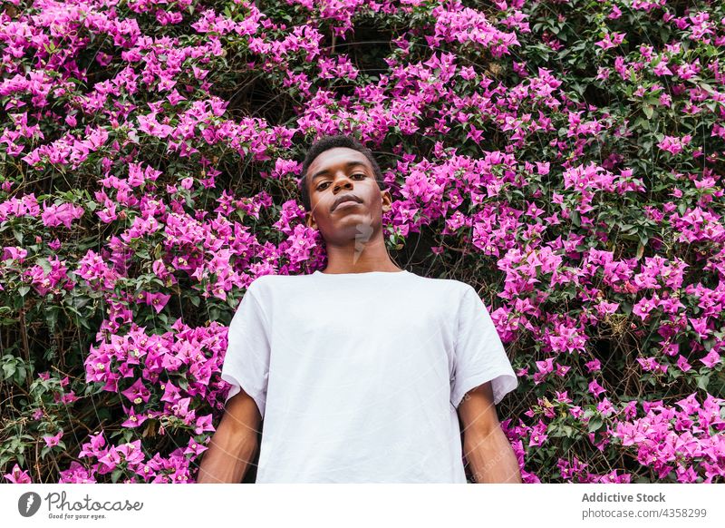 Verträumter schwarzer Mann mit Blumen im Garten sorgenfrei verträumt genießen Blütezeit männlich ethnisch Afroamerikaner Bougainvillea Sommer ernst Park rosa