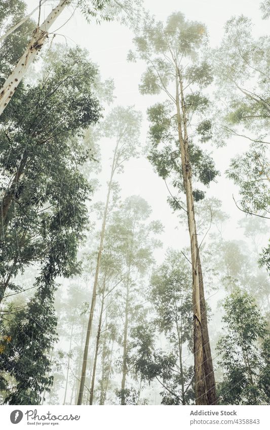 Hochgewachsene Bäume im Wald an einem nebligen Tag Nebel Wälder Baum hoch wolkig Landschaft Umwelt Himmel Waldgebiet Natur Wachstum Flora Wetter Kofferraum