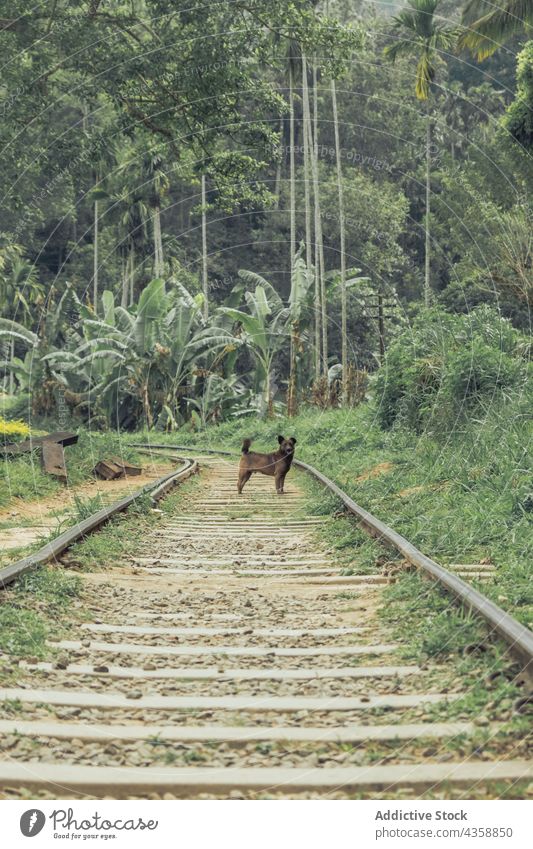 Niedlicher Hund, der auf einer Eisenbahnstrecke im tropischen Wald steht Tier exotisch Wälder niedlich Haustier Natur bezaubernd Freund Fussel Säugetier Eckzahn