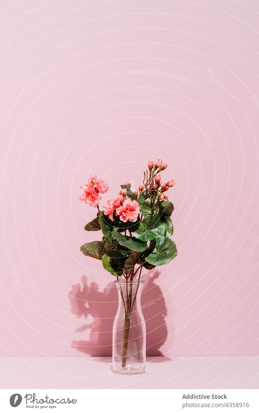 Begonien in einer Vase Pflanze Blume geblümt Dekoration & Verzierung Frühling rosa Hintergrund Flora Blütezeit Natur Blumenstrauß Glas Garten grün natürlich