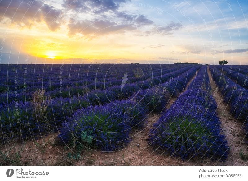 Lavendelfeld bei Sonnenuntergang Feld Baum Landschaft Blume brihuega Spanien malerisch Umwelt idyllisch duftig Flora Reihe farbenfroh Himmel lebhaft pulsierend