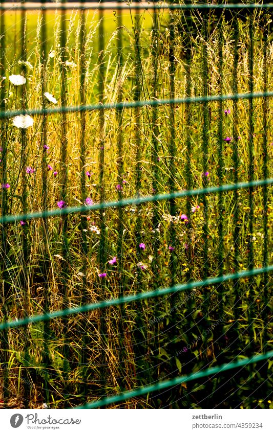 Zaun vor der Natur zaun metallzaun grenze abtrennung nachbar nachbarschaft grundstück wiese weide grün blume blüte sommer sommerwiese natur wildwiese
