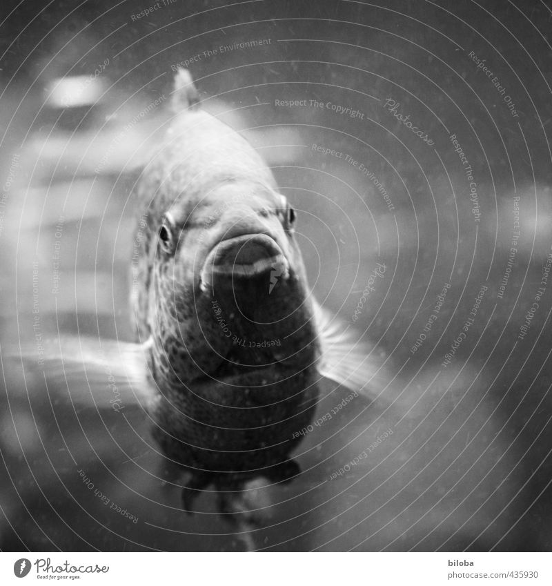 Hallo erstmal Tier Wasser Fisch Aquarium 1 Schwimmen & Baden Auge Flosse Mund Schwarzweißfoto Innenaufnahme Menschenleer Bewegungsunschärfe Tierporträt Blick