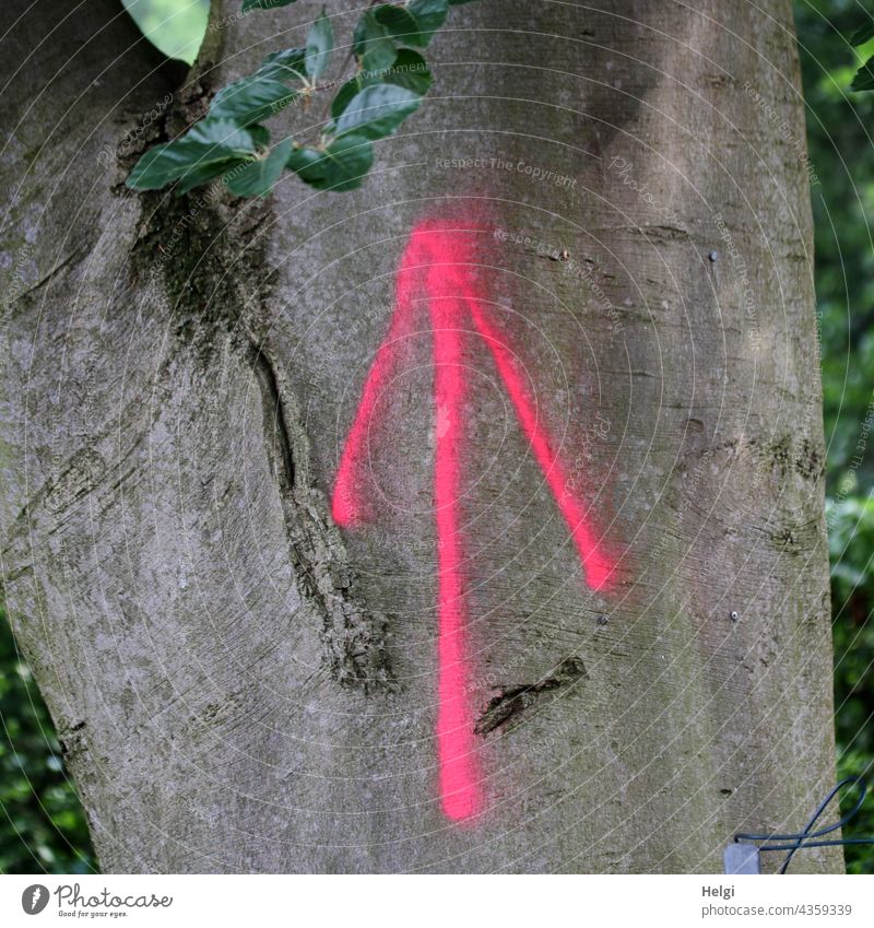 auf die Bäume ... - pinkfarbener Pfeil zeigt an einem Baumstamm nach oben aufwärts Rinde Blatt dick braun grau grün Richtung Außenaufnahme Menschenleer