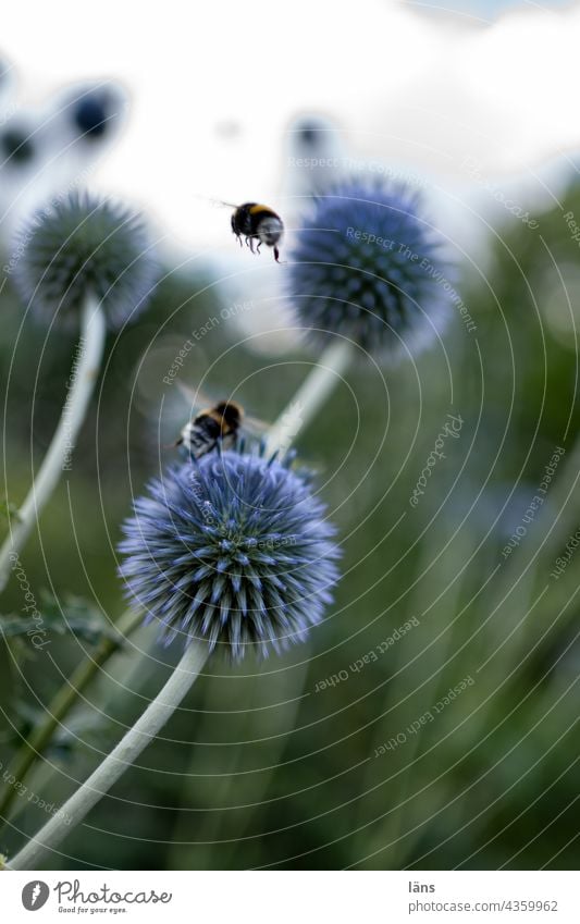 Kugeldistel mit Hummeln Bienenweide nahrungssuche Blüte Insekt Sommer Menschenleer Blume Pflanze Farbfoto Außenaufnahme Nektar Pollen Garten bestäuben
