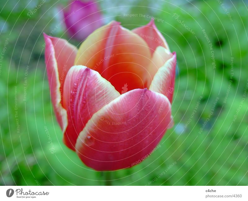 flower2 [tulpe] Tulpe Blume rot nah Natur Pflanze gezüchtet