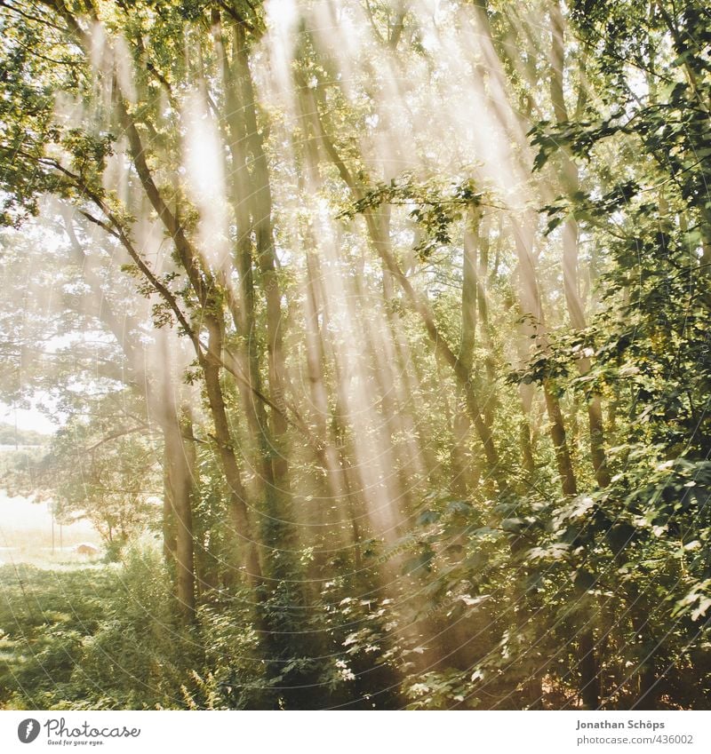 licht bricht schlicht durchs dickicht Umwelt Natur Landschaft Pflanze Baum Wald ästhetisch Idylle bezaubernd Märchenwald Rügen Lichtstrahl brechen