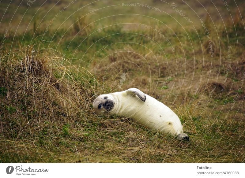 Ein Kegelrobbenjunges liegt entspannt im Schutz der Düne auf Helgoland. Tier Farbfoto Außenaufnahme Natur Wildtier Tag Robben natürlich Säugetier Jungtier