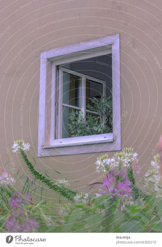 Fenster, Pflanzen / Blumen Stadt Stadtleben Landleben wohnen Häusliches Leben Fassade Haus Architektur Gebäude Wand Bauwerk Wohnung Fikus blühen Garten Balkon