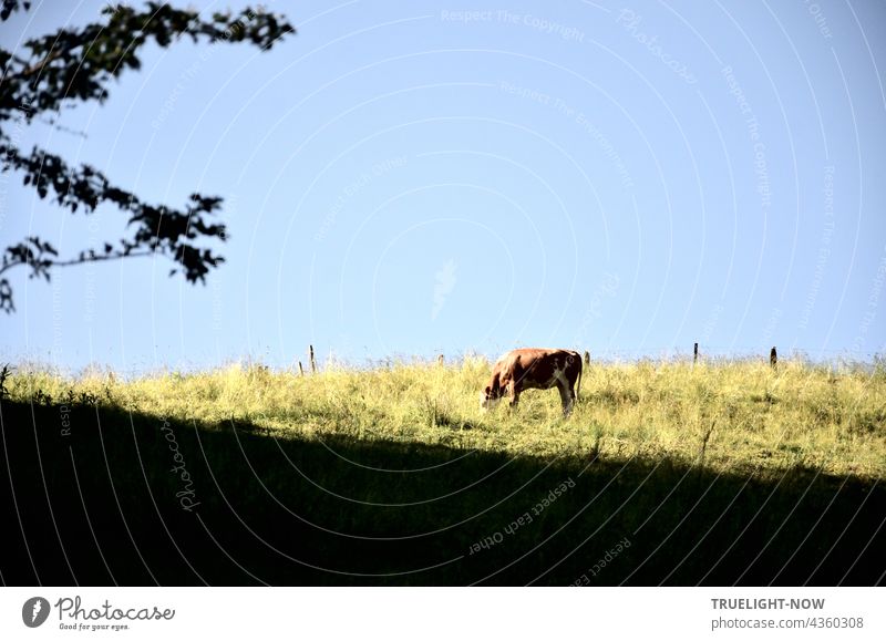 Eine junge Kuh nutzt die friedliche Stille für ein einsames Frühstück in der Morgensonne auf einer von hohem Gras bewachsenen Bergwiese, die von einfachem Weidezaun markiert ist. Bei Bedarf bietet ihr der nahe Wald viel Schatten.