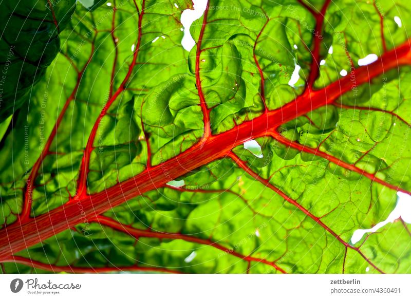 Mangold ader blatt ernährung essen gemüse mangold spinat vaegan vegetarisch vegan chlorophyll frisch delta verästelung ast verzweigung blattsalat
