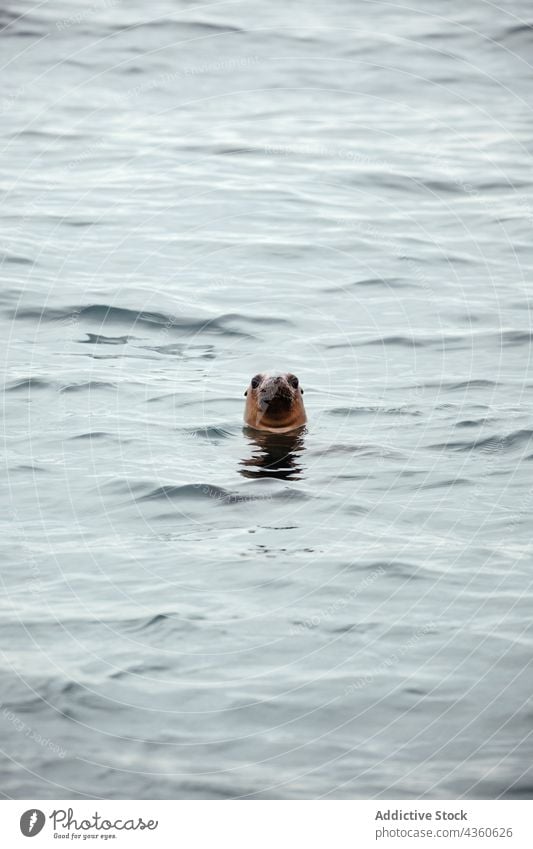 Seehund, der seinen Kopf aus dem Wasser streckt im Freien Säugetier Natur MEER Siegel Tier Auge Meer blau grau außerhalb Tierwelt Umwelt marin Küste