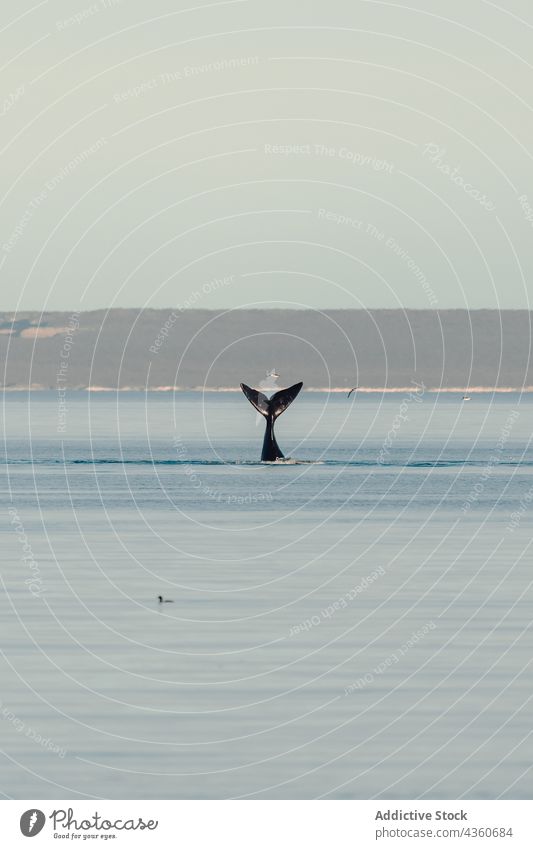 Wal, der aus dem Meer kommt Säugetier Tier Natur Wasser MEER Tierwelt wild marin springen keine Menschen kampfstark reisen Walfisch Biologie Fundstück Horizont
