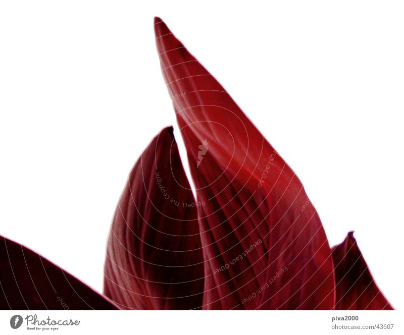 red flame Pflanze Freisteller Hintergrundbild Gegenlicht Stil Fototechnik