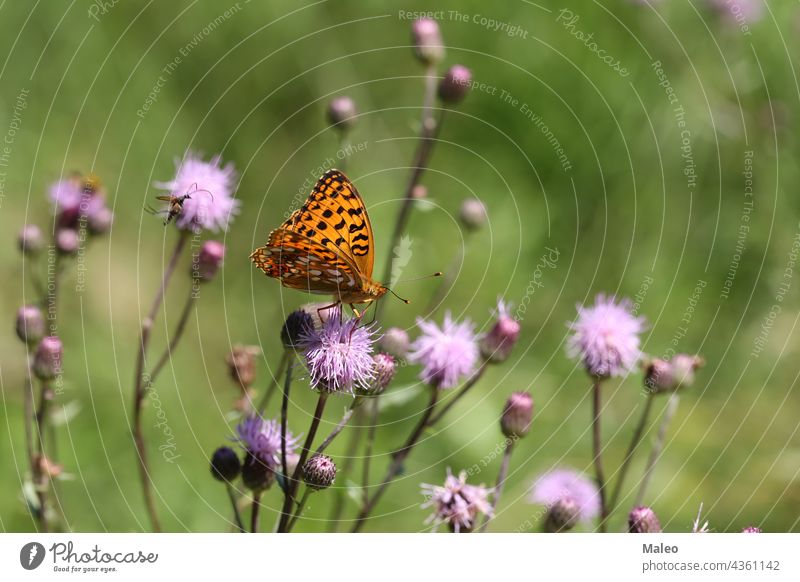 Wunderschöne Nahaufnahme eines auf einer Blüte sitzenden Silberfleck-Perlmutterfalters Schmetterling Insekt Blume Hintergrund Natur Sommer farbenfroh Tierwelt