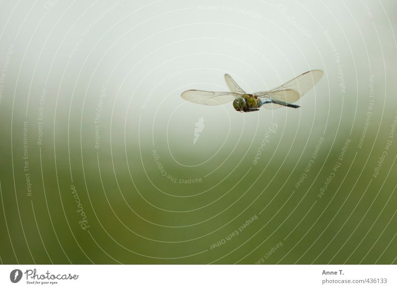 Hubschraubbär Wildtier Flügel Libelle 1 Tier fliegen frei grün authentisch Freiheit Natur Farbfoto Außenaufnahme Luftaufnahme Tag Sonnenlicht Tierporträt
