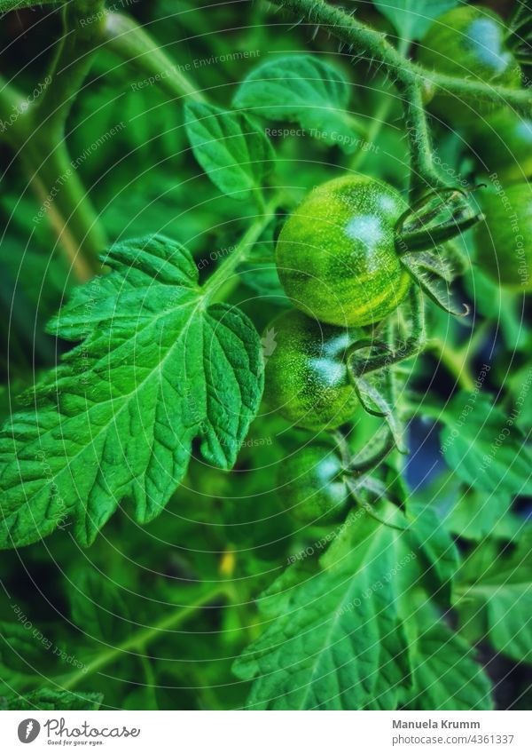 Unreife Cocktailtomate grün Natur Pflanze Detailaufnahme Nahaufnahme Tomate Ernährung Bioprodukte Lebensmittel Gesundheit frisch lecker Außenaufnahme