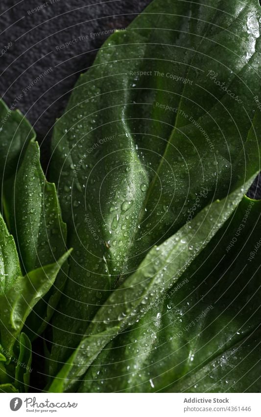Frische Basilikumblätter frisch Blätter Kraut grün vereinzelt Bestandteil Tröpfchen Wasser Pflanze Lebensmittel Blatt roh Gewürz Nahaufnahme aromatisch