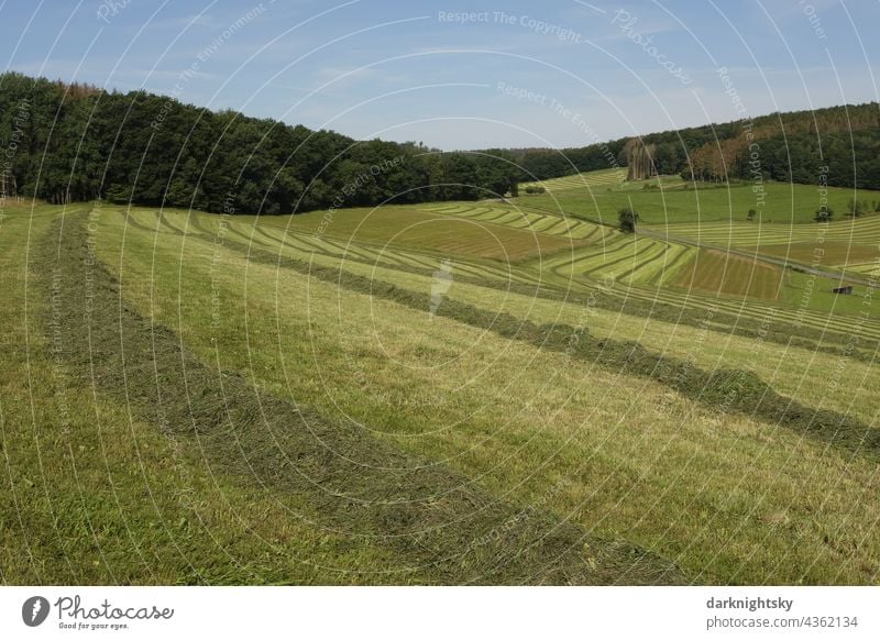Wiesen mit frisch gemähtem Gras bei einer landwirtschaftlichen Nutzung zur Gewinnung von Heu Siegerland Sauerland Grünland Mahd Mähgut Ernte Wiesenbau Land