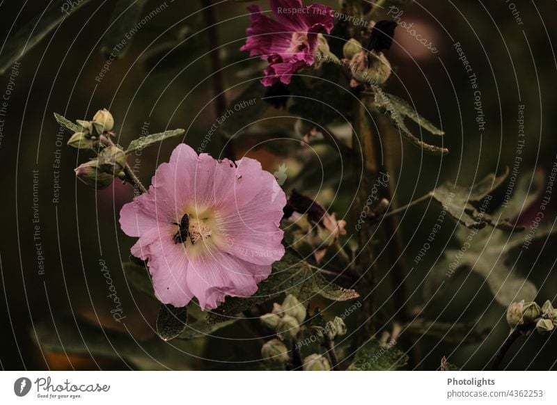 Rosa Blüte einer Stockrose rosa Juli Pflanze Blume Blätter Blatt Knospen Stockmalve Sommer Natur Blühend grün Frühling Farbfoto Außenaufnahme Nahaufnahme Garten