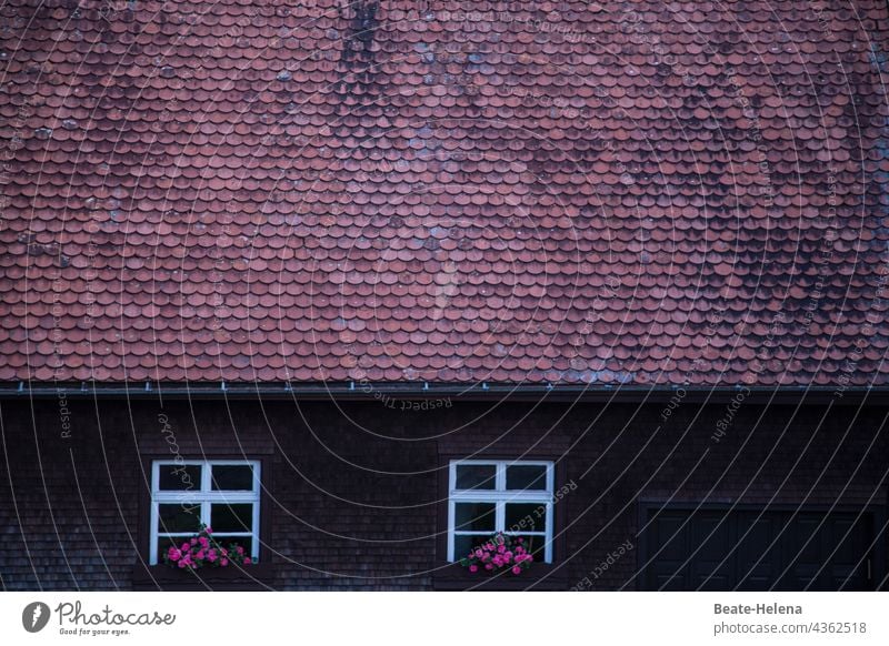 Schwarzwaldhaus Dach Ziegeldach fensterchen Fensterschmuck Blumenschmuck heimelig Haus Außenaufnahme Dachziegel Architektur Gebäude rot idylle. schönheit