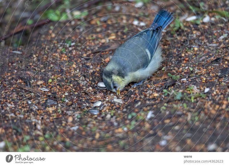 Eine Blaumeise an einer Futterstelle Cyanistes caeruleus parus major Wintervogel Tier Tier-Thema Tiermotive Vogel Vogelfütterung Ast Zweigstelle Niederlassungen