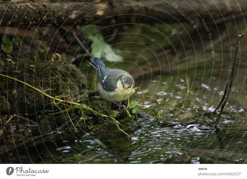 Eine junge Blaumeise trinkt an einem Bach Cyanistes caeruleus parus major Wintervogel Tier Tier-Thema Tiermotive Vogel Vogelfütterung Ast Zweigstelle