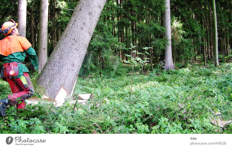 Baum fällt #2 Wald grün Kettensäge Mann Schutzbekleidung fällen Pflanze Ast Forstwirtschaft Arbeiter Abholzung