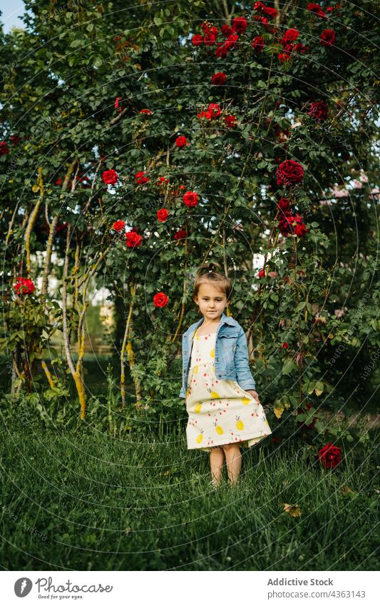 Kleines Mädchen steht in der Nähe blühenden Busch im Park Blume Sommer Kind wenig Kleid niedlich Blüte Kleinkind Frau Jeansstoff Blütezeit Natur bezaubernd
