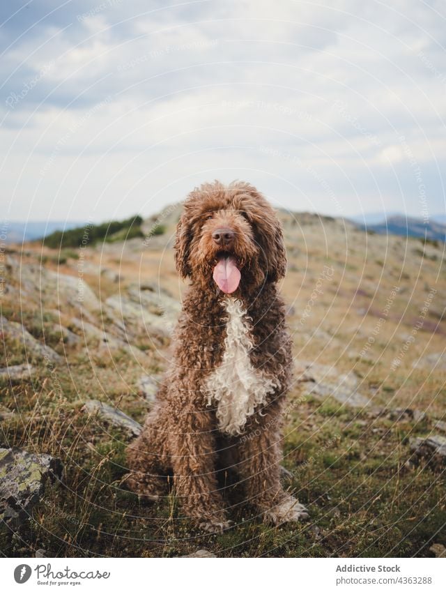 Flauschiger Labradoodle-Hund sitzt auf einer Wiese in den Bergen Berge u. Gebirge niedlich Tier Fussel Hochland ausspannen bezaubernd Eckzahn Säugetier heimisch