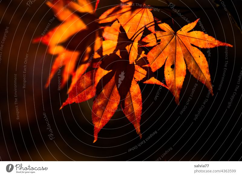 leuchtende Ahornblätter Herbst leuchtende Farben herbstlich Farbfoto Herbstfärbung Natur Pflanze Blatt Schönes Wetter Menschenleer orange Freisteller