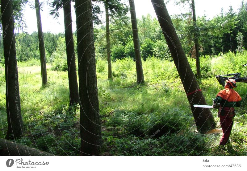 Baum fällt #1 Wald grün Kettensäge Mann Schutzbekleidung fällen Pflanze Ast Forstwirtschaft Abholzung