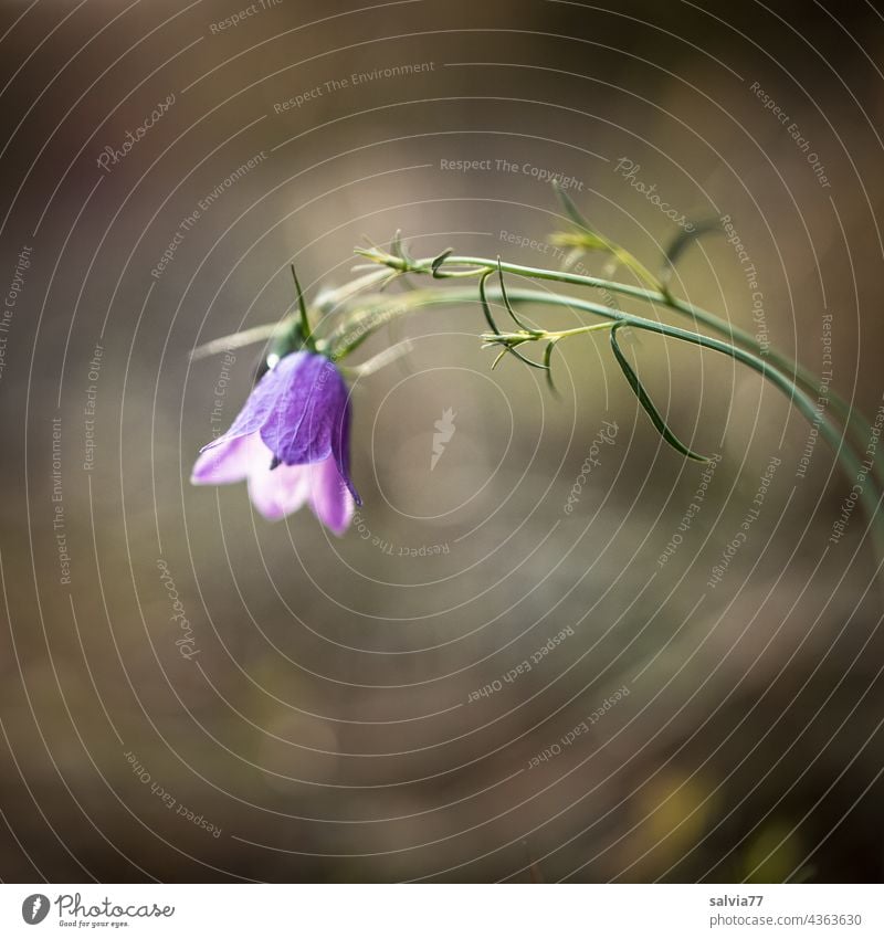 Wiesenglockenblume im Gegenlicht Glockenblume Campanula Blühend Blüte Blume violett Schwache Tiefenschärfe Nahaufnahme schön Farbfoto Pflanze Natur lila