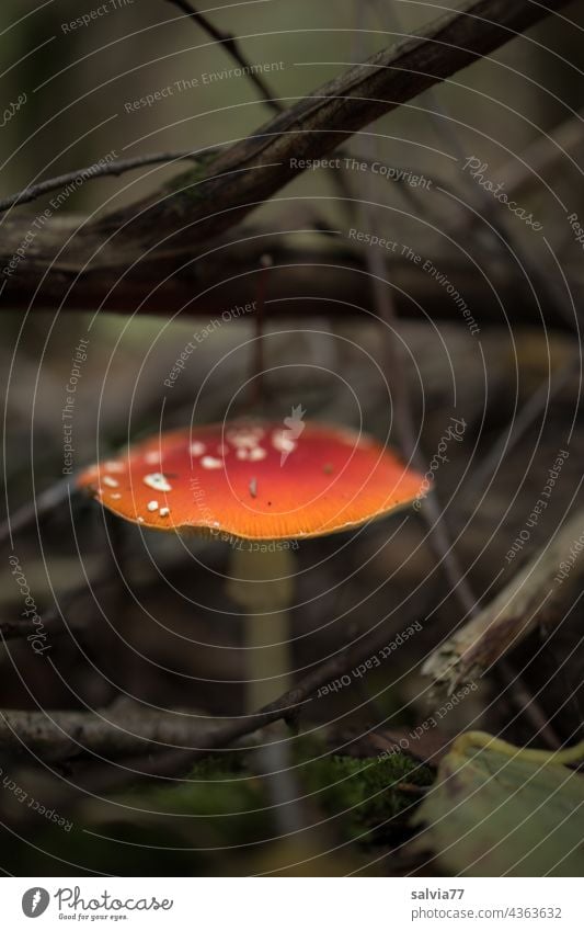Fliegenpilz leuchtet im dunklen Unterholz Amanita Muscaria Pilz Herbst Natur Wald amanita Gift Wachstum Waldboden herbstlich gefährlich Menschenleer Farbfoto