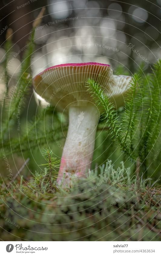 angefressener Pilzhut aus der Froschperspektive Waldboden Natur Moos Pflanze Farbfoto Herbst Wachstum Menschenleer Textfreiraum oben Gegenlicht Makroaufnahme