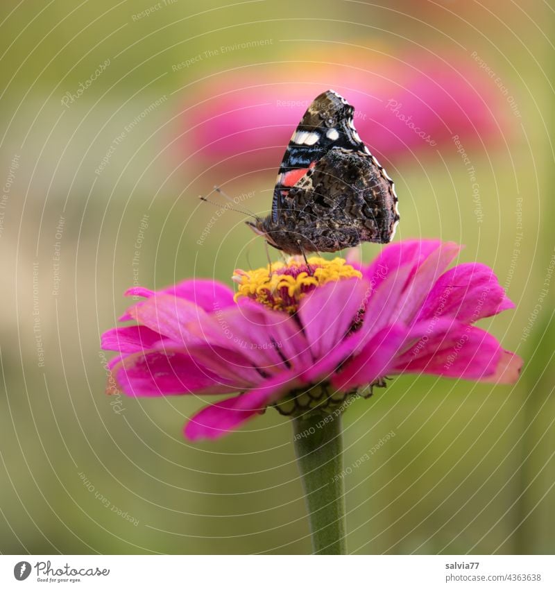 Sommerduft Blume Schmetterling Blüte Insekt Natur Makroaufnahme Tierporträt Flügel Menschenleer 1 Schwache Tiefenschärfe Pflanze Textfreiraum oben Duft