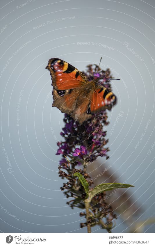 Tagpfauenauge nascht am Sommerflieder Schmetterling Pfauenauge Blüte Duft Nektar Blume Tierporträt Blühend Nahaufnahme Farbfoto Natur Pflanze Flügel schön