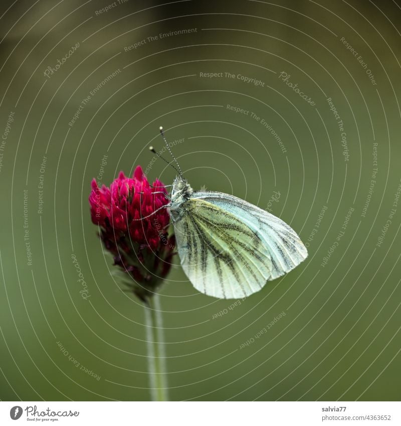 Schmetterling sitzt in Ruhestellung auf Kleeblüte Blüte Inkarnatklee Weißling Farbfoto Natur Blume Sommer grün rot Textfreiraum oben Menschenleer Nahaufnahme