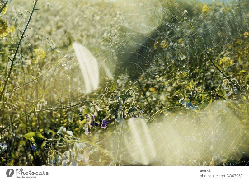 Wassertropfen auf der Linse Rapsfeld Blüten Halme Rapsanbau Pflanze Natur Wachstum Kontrast Landschaft Sonnenlicht Wandel & Veränderung Bewegung