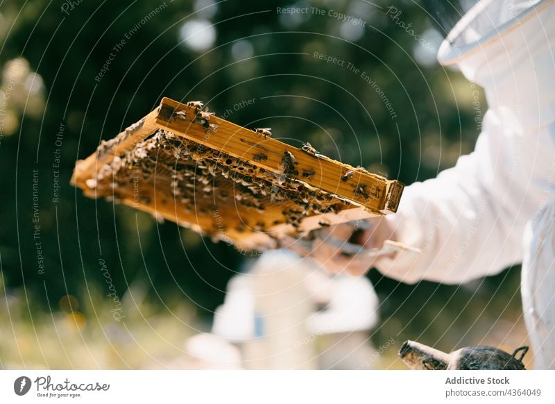Anonymer Imker bei der Kontrolle der Honigwaben an einem Sommertag Wabe Bienenkorb untersuchen Ackerbau Bienenzucht Arbeit behüten Sonnenlicht professionell