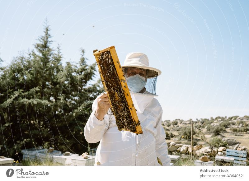 Imker bei der Kontrolle der Honigwaben an einem Sommertag Mann Wabe Bienenkorb untersuchen Mundschutz Bund 19 Ackerbau Bienenzucht Arbeit behüten Sonnenlicht