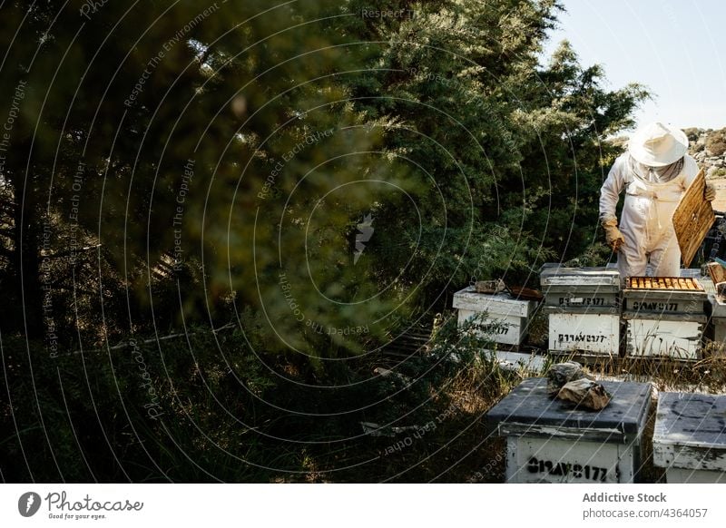 Imker bei der Arbeit in einem Bienenhaus mit Bienenstöcken Bienenkorb Bienenstock Ackerbau inspizieren prüfen Sommer behüten professionell Bauernhof Person