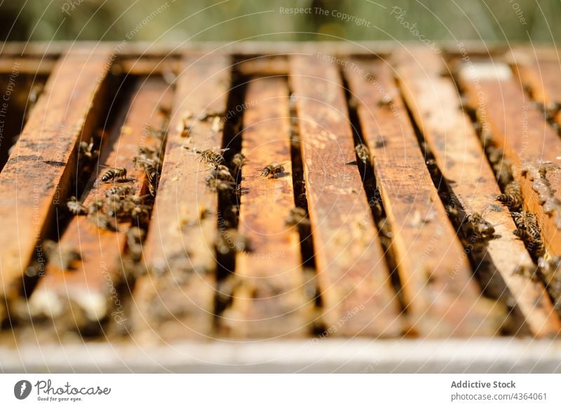 Bienen im Stock im Bienenhaus Bienenstock Bienenkorb Insekt viele Schwarm sonnig hölzern klein ländlich Tageslicht Bauernhof Sommer tagsüber Landschaft